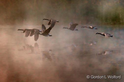 Dawn Takeoff_07741.jpg - Canada Geese (Branta canadensis) photographed near Lindsay, Ontario, Canada.